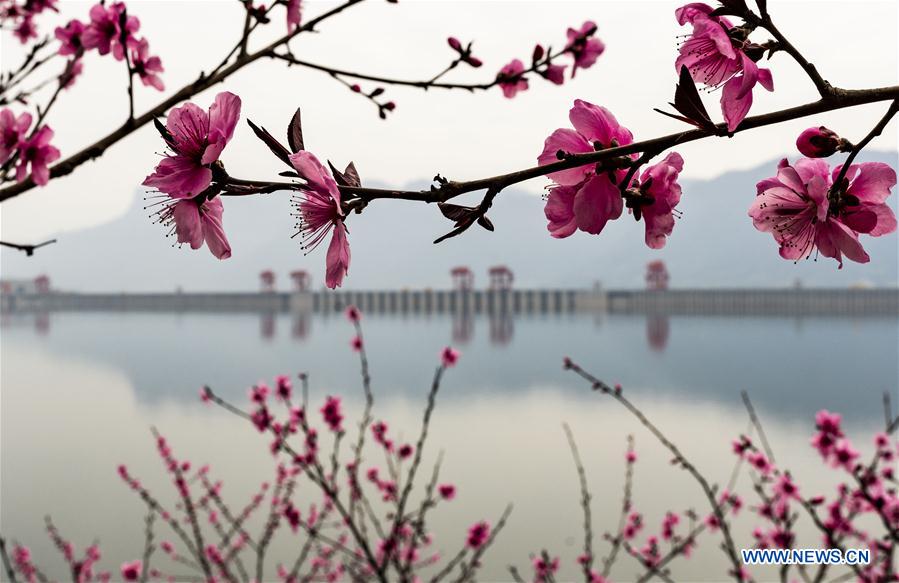 #CHINA-HUBEI-YICHANG-THREE GORGES-SPRING SCENERY (CN)