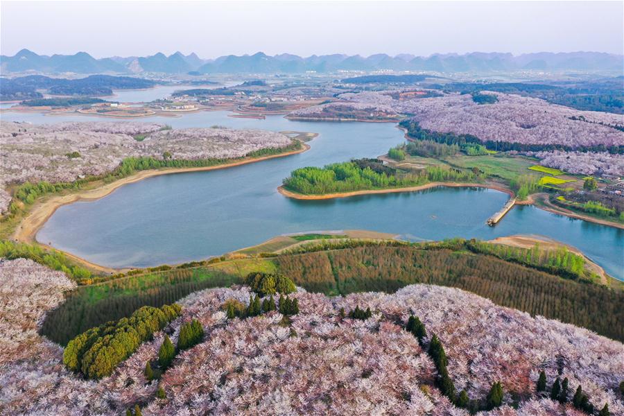 CHINA-GUIZHOU-GUIAN-CHERRY BLOSSOMS (CN)