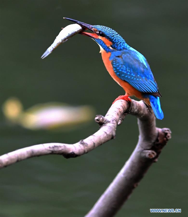 CHINA-FUJIAN-SPRING-KINGFISHERS (CN)