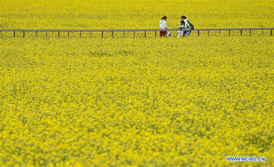 CHINA-BEIJING-COLE FLOWER (CN)