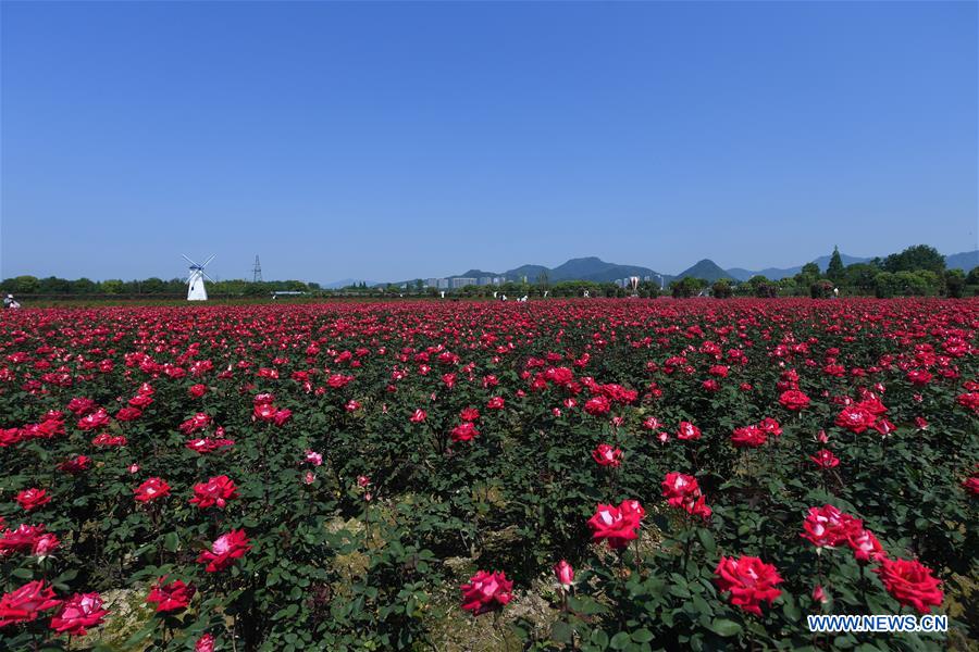 CHINA-ZHEJIANG-HANGZHOU-ROSE GARDEN (CN)