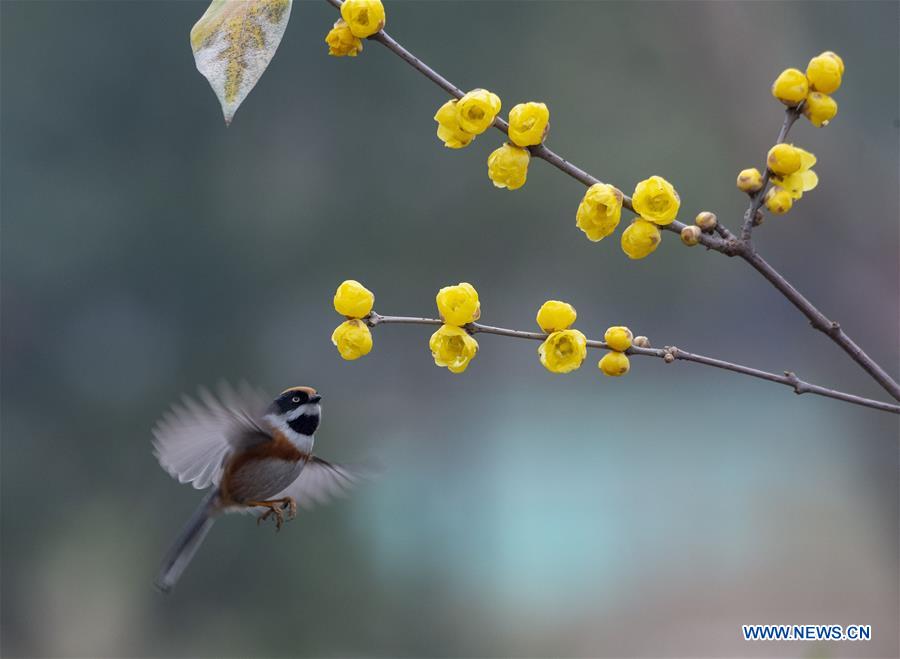 #CHINA-WINTERSWEET BLOSSOMS (CN)