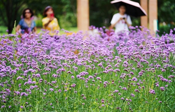 In pics: Sun Island Scenic Area of Harbin in NE China