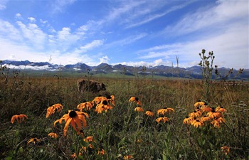 In pics: beautiful scenery in northwest China's Xinjiang