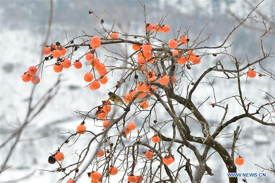 #CHINA-HUBEI-BAOKANG-SNOW-PERSIMMON (CN)