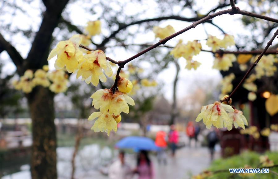 #CHINA-WINTERSWEET BLOSSOMS (CN)