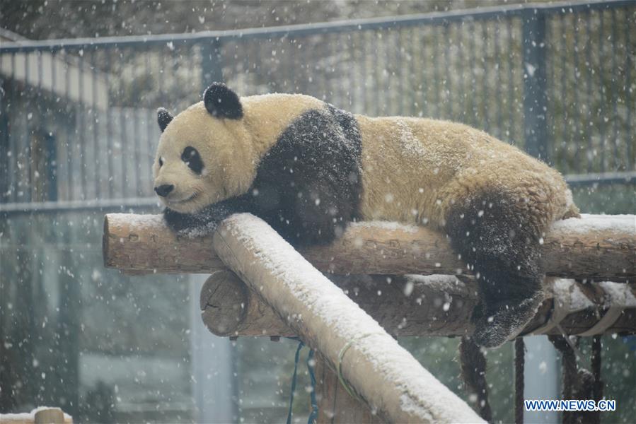 #CHINA-BEIJING-SNOW-GIANT PANDA (CN)