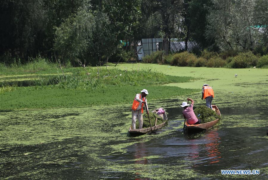 INDIAN-CONTROLLED KASHMIR-SRINAGAR-DAL LAKE-POLLUTION-CLEANING DRIVE