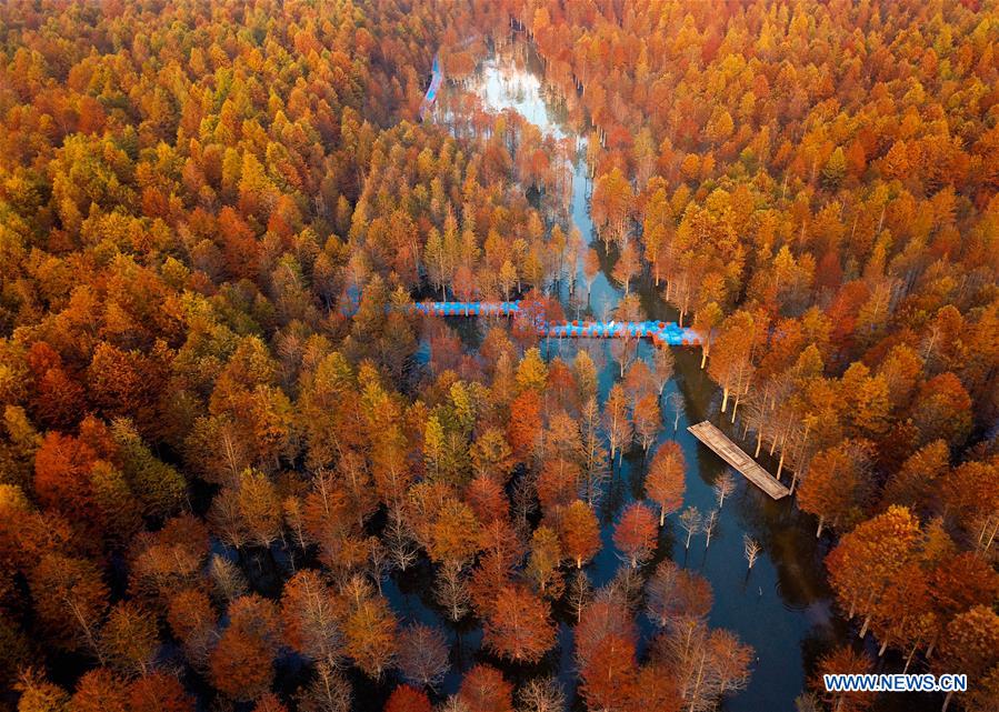 #CHINA-ANHUI-XUANCHENG-LARCH-AUTUMN SCENERY (CN)