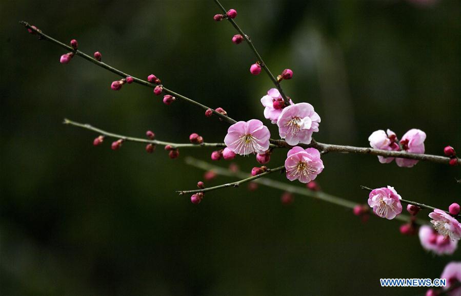 #CHINA-XUANEN-PLUM FLOWERS (CN)