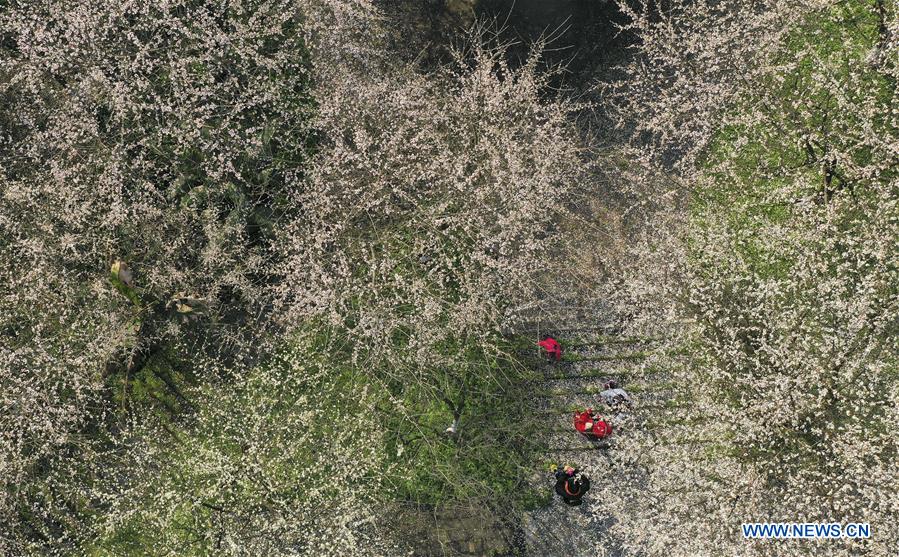 #CHINA-PLUM FLOWERS (CN)