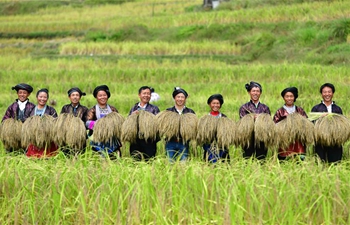 Purple glutinous rice harvested in Dali Village, S China's Guangxi