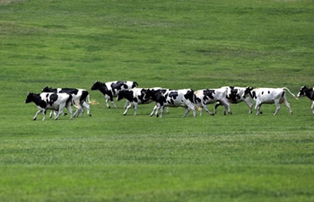 Scenery of Sanhuan pastureland in Dalian, NE China's Liaoning