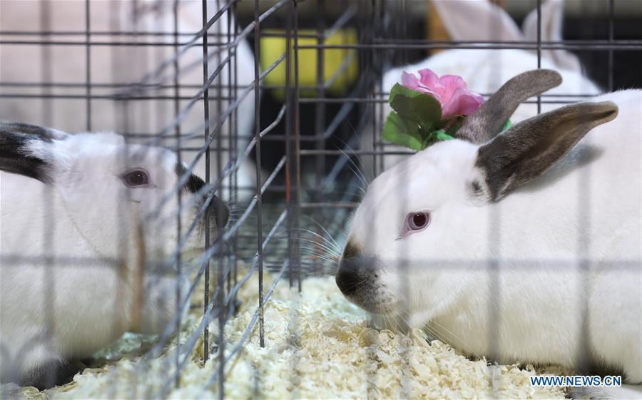 U.S.-HOUSTON-RABBIT-CAVY-COSTUME CONTEST