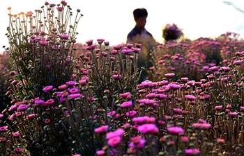 Autumn flowers bloom across China