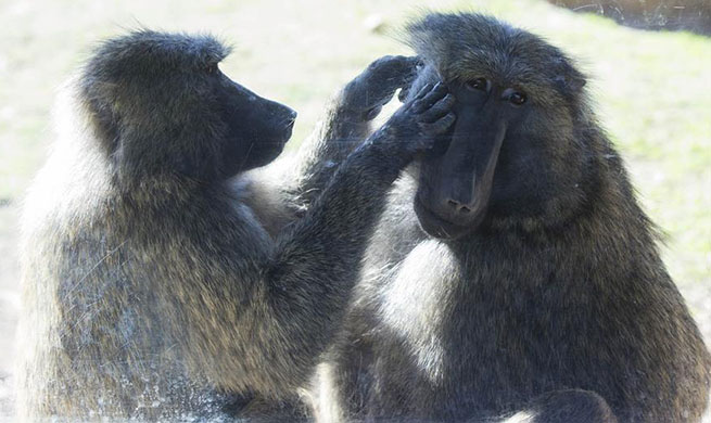 In pics: Mother's Day at Toronto Zoo