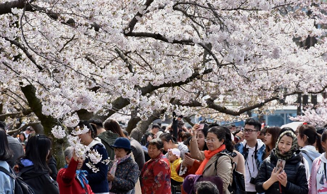 Scenery of cherry blossoms in Qingdao, E China's Shandong