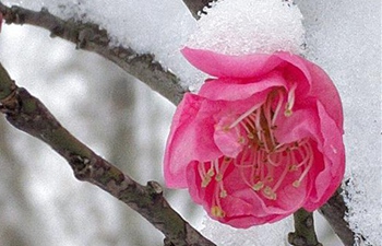 Snow covers red plum blossoms in Nanjing