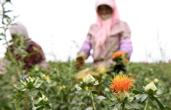 Safflowers enter harvest season in northwest China's Ningxia