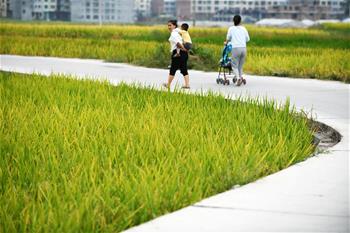 Scenery of terraced lands of paddy fields in Gaoniang Town, China's Guizhou