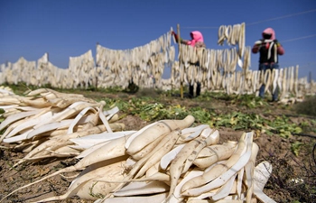 Farmers harvest radishes in Wuzhong, NW China's Ningxia