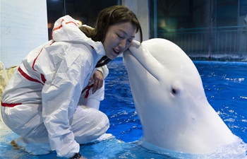 Pic story of trainer of beluga whale in Harbin, NE China's Heilongjiang