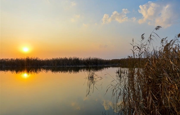 Autumn scenery of Hasuhai wetland during sunset in Hohhot, N China