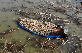 Farmers harvest lotus roots in east China's Anhui