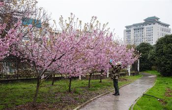 Cherry blossoms seen at Wuhan University, Hubei