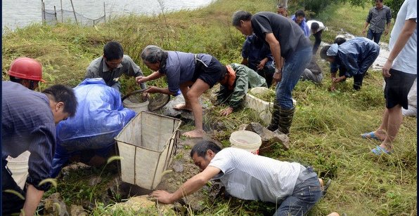 臺(tái)風(fēng)過境致浙江溫嶺魚塘漏水 上千斤對(duì)蝦遭哄搶