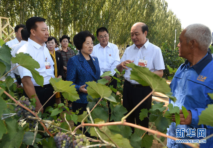 8月9日，中共中央政治局委員、中央統(tǒng)戰(zhàn)部部長(zhǎng)、中央代表團(tuán)副團(tuán)長(zhǎng)孫春蘭率中央代表團(tuán)三分團(tuán)，先后赴內(nèi)蒙古自治區(qū)烏海市、阿拉善盟看望各族干部群眾。這是孫春蘭在烏海市漢森酒業(yè)集團(tuán)的葡萄種植園了解葡萄種植情況。新華社記者 任軍川 攝