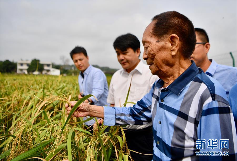 （新華視點(diǎn)·圖文互動(dòng)）（2）國(guó)家科技獎(jiǎng)3項(xiàng)授予“水稻科學(xué)家”，預(yù)示百姓飯碗將發(fā)生哪些革命？