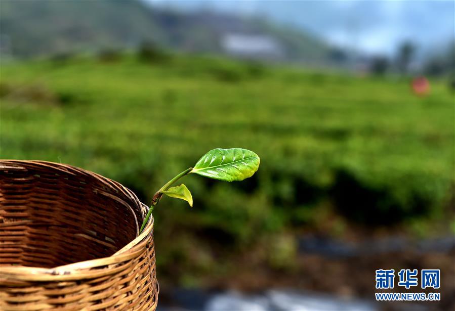 （經濟）（6） 西藏墨脫：茶業(yè)變成致富“金葉”