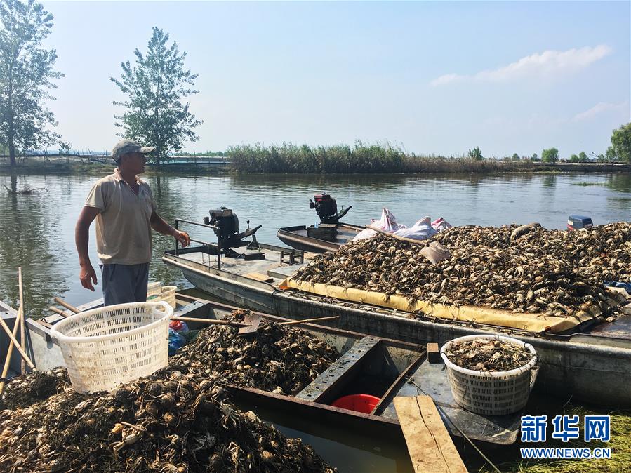 （新華視點(diǎn)·圖文互動(dòng)）（1）上游洪水來(lái)襲下游魚(yú)蟹死亡，泄洪為何變泄污？