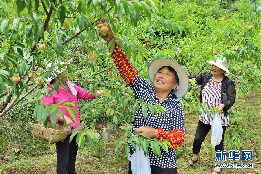 （在習(xí)近平新時代中國特色社會主義思想指引下——新時代新作為新篇章·圖文互動）（3）湖北枝城鎮(zhèn)：片區(qū)黨建助推鄉(xiāng)村全面振興