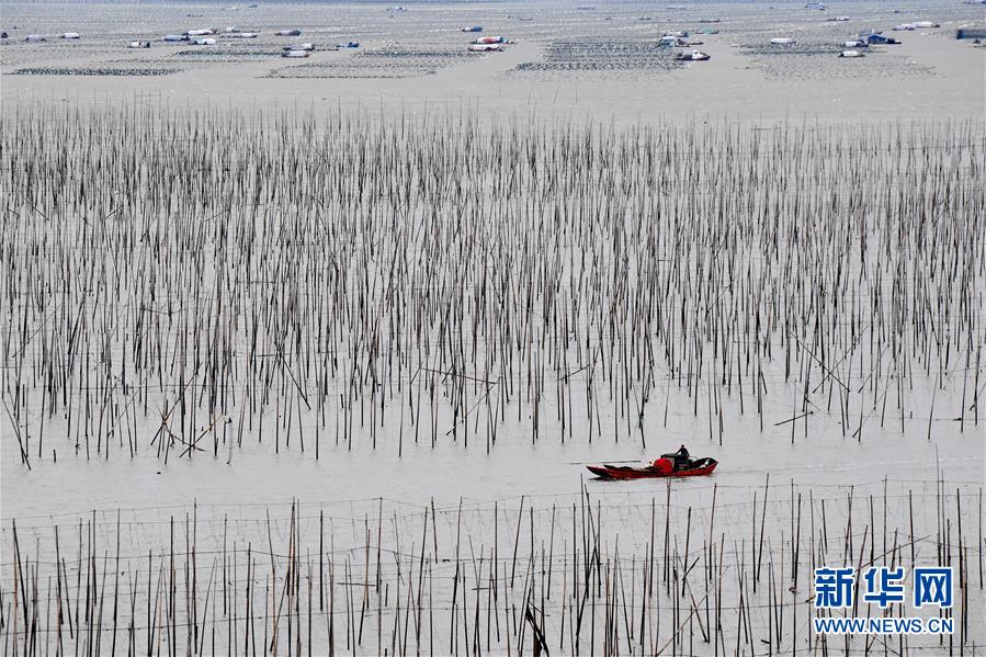 （經濟）（4）福建霞浦：漁民海上忙冬播 