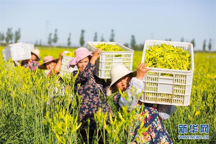 （在習(xí)近平新時(shí)代中國(guó)特色社會(huì)主義思想指引下——新時(shí)代新作為新篇章·鄉(xiāng)村振興戰(zhàn)略·圖文互動(dòng)）（1）一株忘憂草，萬家喜眉梢——山西省大同市云州區(qū)黃花產(chǎn)業(yè)扶貧觀察