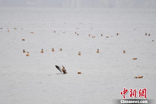 圖為在納帕海濕地棲息的候鳥?！⑷疥?攝