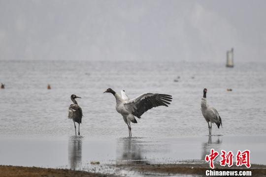 圖為在納帕海濕地棲息的黑頸鶴?！⑷疥?攝