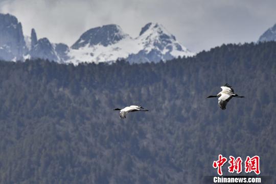 圖為在納帕海濕地上空飛翔的黑頸鶴。　劉冉陽 攝