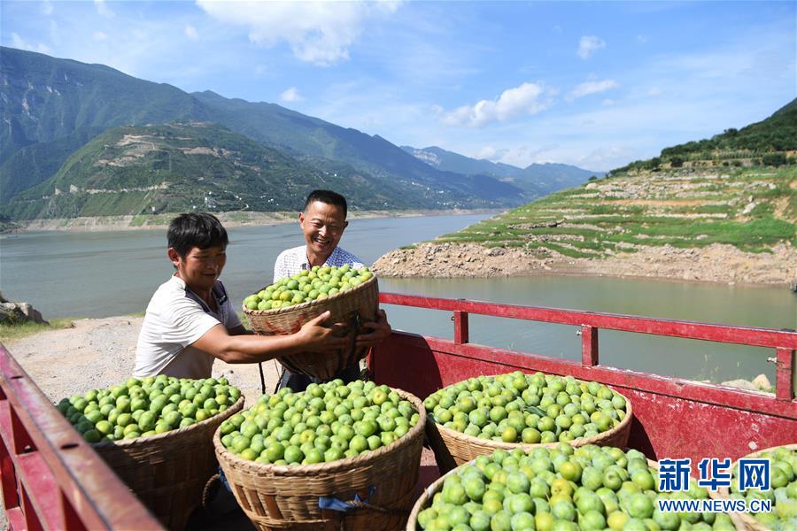 （在習(xí)近平新時代中國特色社會主義思想指引下——新時代新作為新篇章）（11）重慶巫山：“生態(tài)寶貝”變身“搖錢樹”