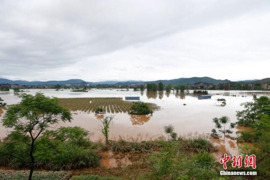 資料圖：湖南省臨武縣武水鎮(zhèn)、南強(qiáng)鎮(zhèn)、汾市鎮(zhèn)、水東鎮(zhèn)、金江鎮(zhèn)等鄉(xiāng)鎮(zhèn)遭遇特大暴雨襲擊，導(dǎo)致大量民房和農(nóng)田被淹。據(jù)不完全統(tǒng)計(jì)，該縣數(shù)千戶民房被淹，數(shù)十萬畝農(nóng)田、果園、煙田被淹斷收，直接經(jīng)濟(jì)損失達(dá)數(shù)千萬元。災(zāi)情發(fā)生后，當(dāng)?shù)卣跋嚓P(guān)部門第一時間奔赴受災(zāi)鄉(xiāng)鎮(zhèn)轉(zhuǎn)移群眾，察看災(zāi)情并積極組織村民排澇自救、發(fā)放救災(zāi)物資、開展保險(xiǎn)理賠等工作。目前救災(zāi)工作正在有序進(jìn)行，無人員傷亡。唐盛歡 攝