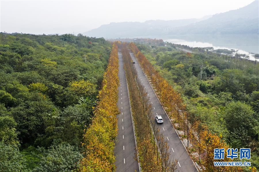 （四中全會精神在基層·圖文互動）（3）一江碧水串起綠色島鏈——重慶江心島“生態(tài)留白”調(diào)查