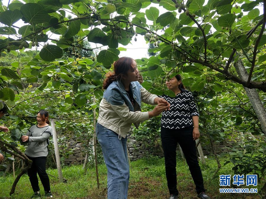 （新華全媒頭條·圖文互動）（10）初夏，循著總書記的腳步探訪產(chǎn)業(yè)扶貧新事