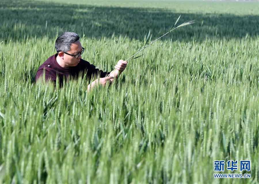 （在習近平新時代中國特色社會主義思想指引下——新時代新作為新篇章·習近平總書記關切事·圖文互動）（5）新農(nóng)事、新希望——夏收前田間新動態(tài)掃描