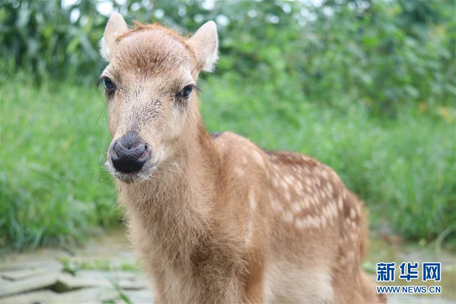 （防汛抗洪·圖文互動）（1）洞庭湖洪水中的野生動物“生死營救”