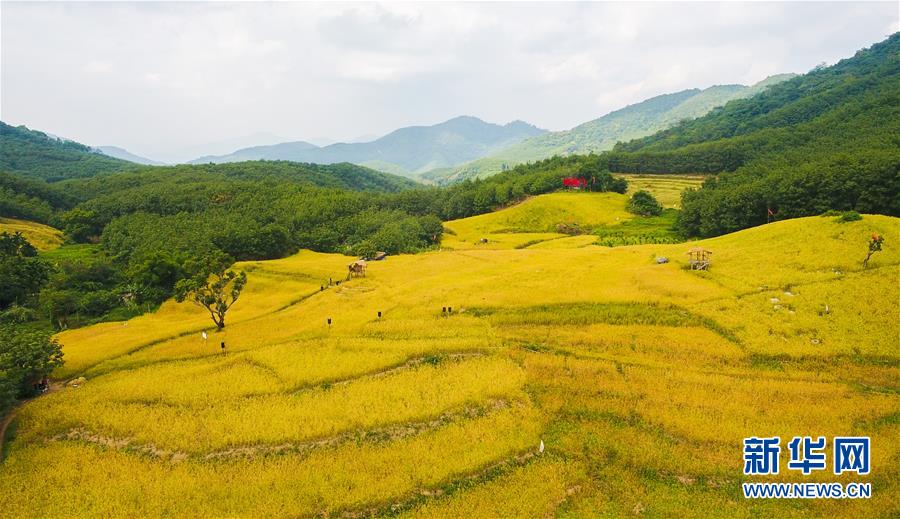 （走向我們的小康生活·圖文互動(dòng)）（1）黎苗山鄉(xiāng)種養(yǎng)“老行當(dāng)”擦亮“綠色牌”