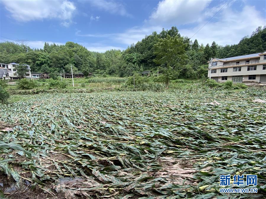 （防汛抗洪·圖文互動）（4）山洪襲來前，澧水河畔大轉(zhuǎn)移