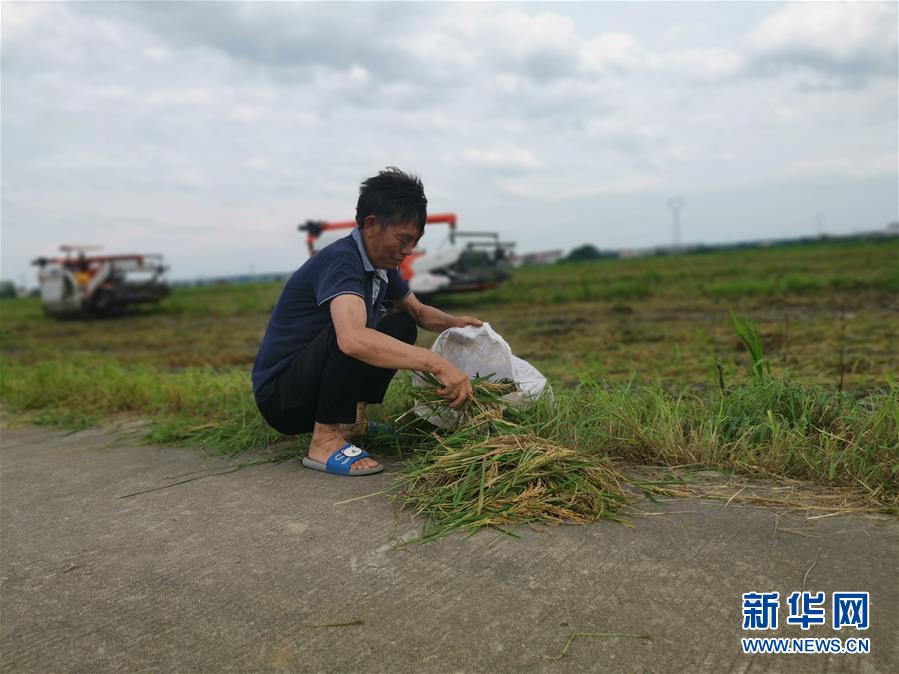 （新華視點·聚焦餐桌外的浪費·圖文互動）（1）顆粒歸倉為何難實現(xiàn)？我國糧食收割環(huán)節(jié)損失驚人