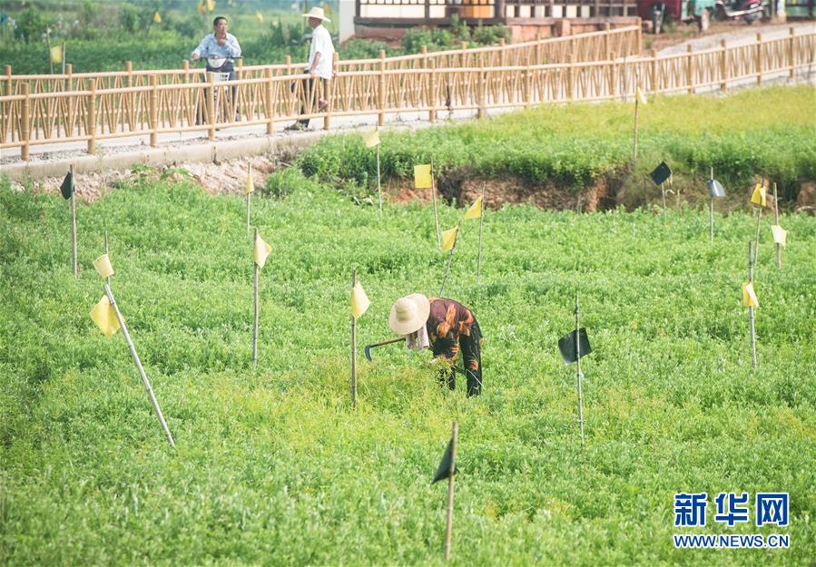 （新華全媒頭條·走向我們的小康生活·圖文互動）（9）特殊之年，荊楚大地書寫不平凡的答卷